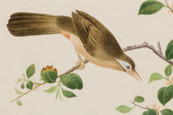 A Study of a Chinese hwamei or Melodious Laughingthrush (Garrulax canorus) | MasterArt